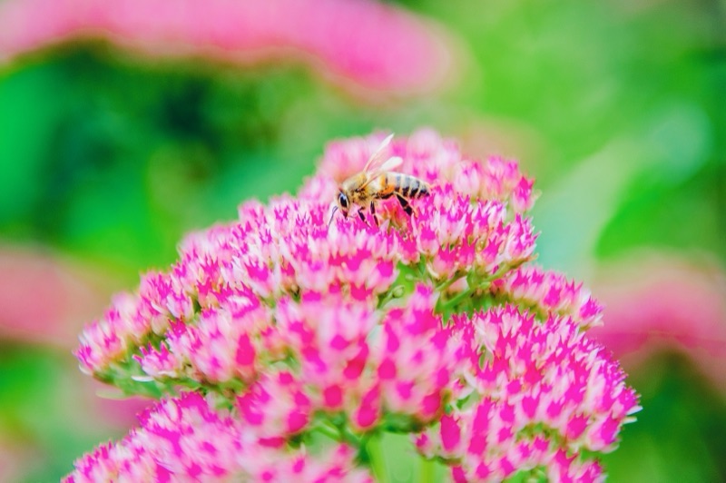 Honingbij op een roze bloem