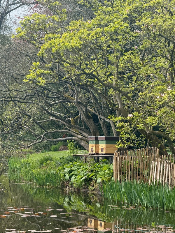 Bijenkast onder een boom aan het water