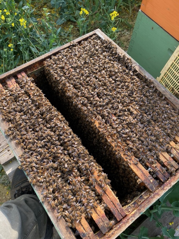 Geopende bijenkast vol bijen naast een koolzaadveld