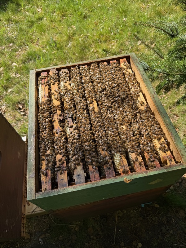 Bovenaanzicht van een geopende kast vol bijen