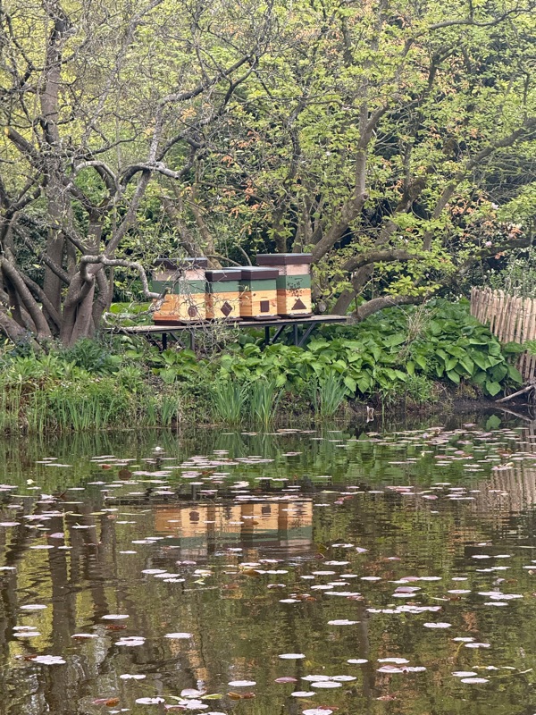 Bijenkasten weerspiegeld in een vijver tussen het groen