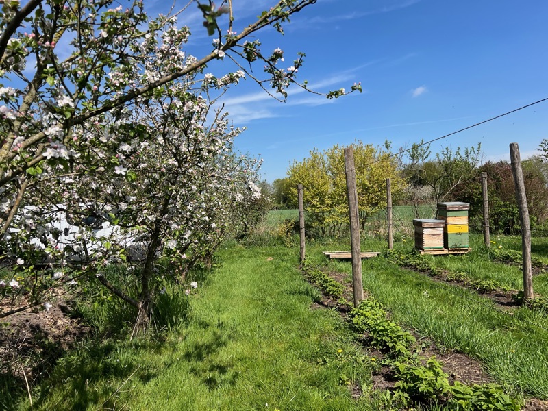 Bijenkasten bij een bloeiende fruitboom