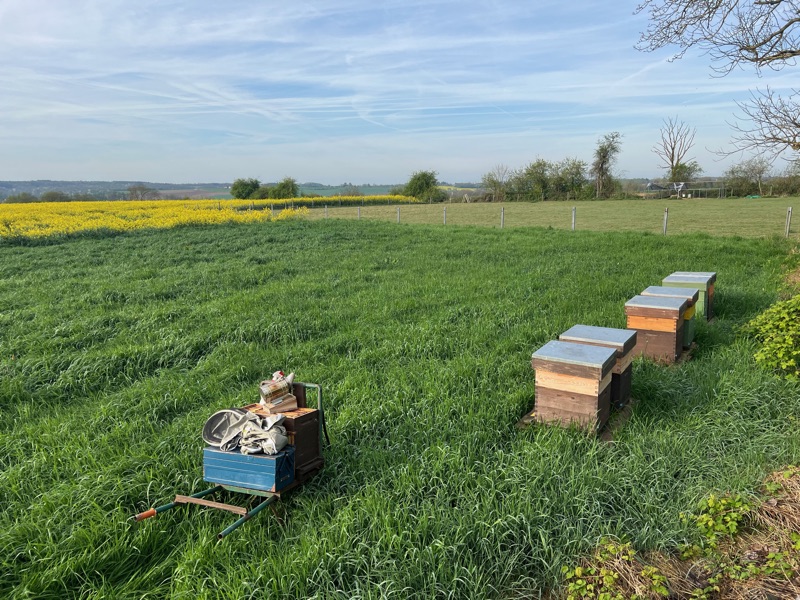 Bijenkasten aan de rand van een veld in de lente
