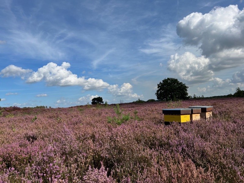 Bijenkasten in een veld vol bloeiende heide