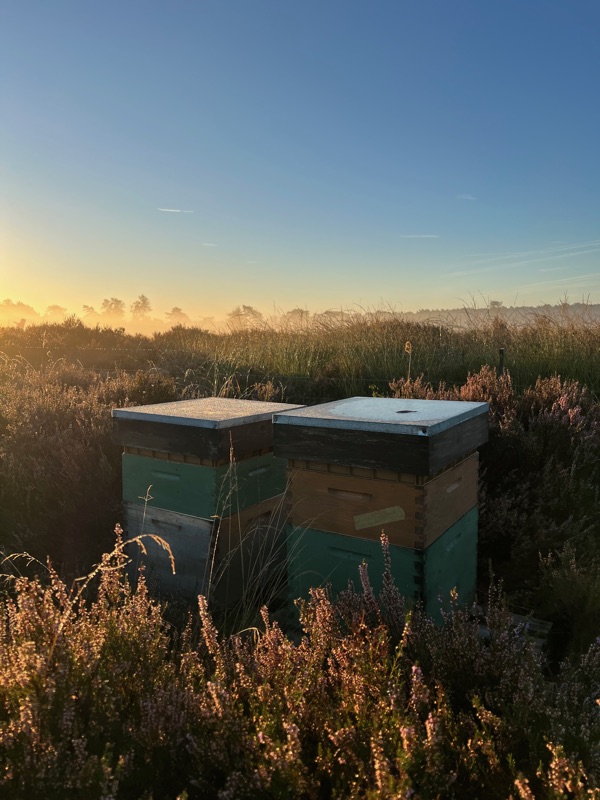 Twee bijenkasten in bloeiende paarse heide bij zonsopgang