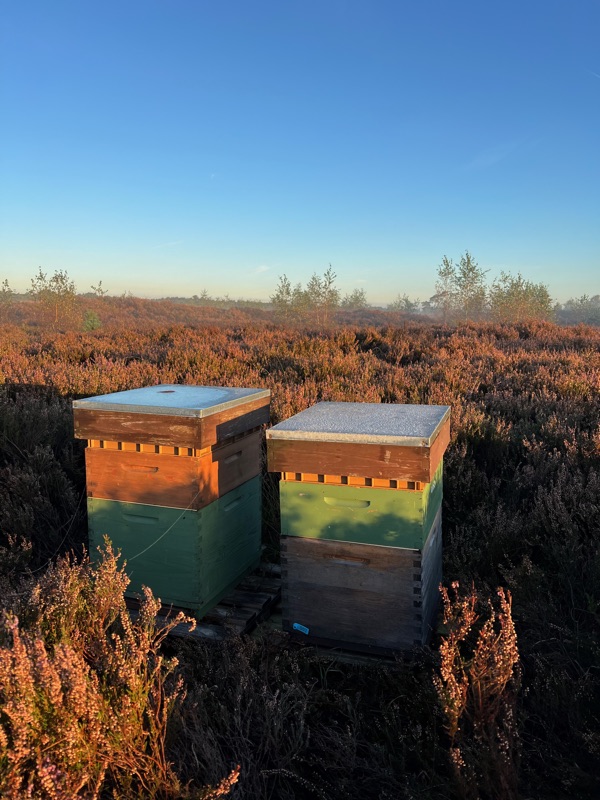 Bijenkasten in een heideveld in de ochtend