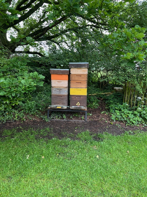 Twee bijenkasten op een bank onder een eik