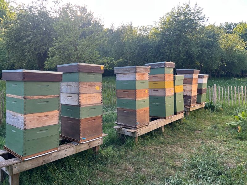 Rij bijenkasten bij avondlicht aan de bosrand