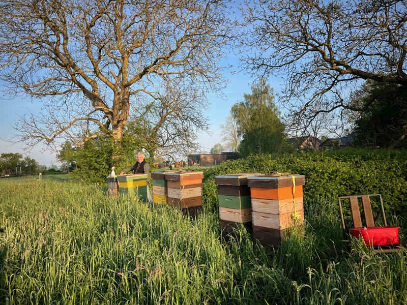 Imker tussen de kasten in een veld bij een grote boom