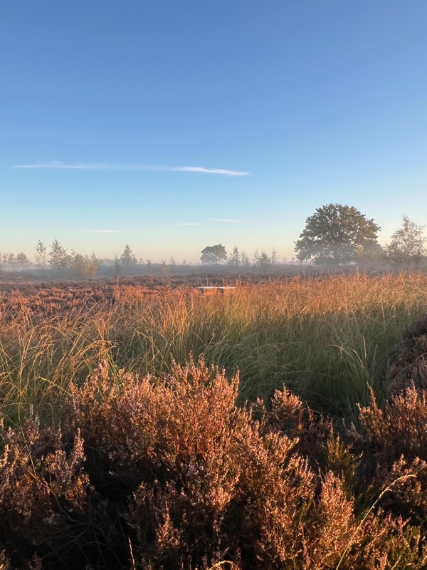 Bloeiende heide in de mist bij zonsopgang