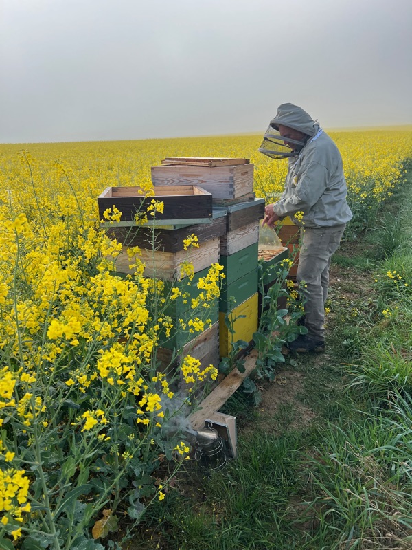 Imker inspecteert een kast in een bloeiend koolzaadveld