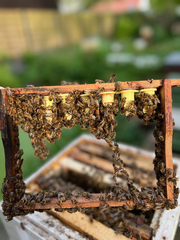 Teeltlat met koninginnencellen bedekt met bijen
