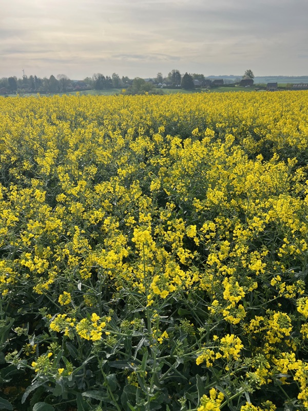 Geel bloeiend koolzaadveld in het voorjaar