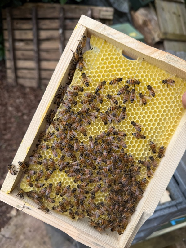 Raampje met vers gebouwde was en bijen