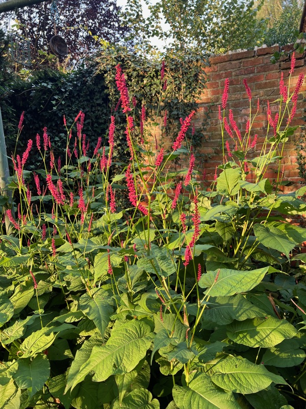 Rode bloemen tegen een muur in de tuin