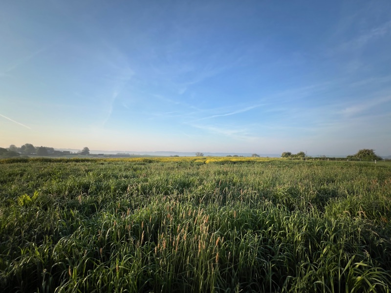 Mistig veld bij zonsopgang