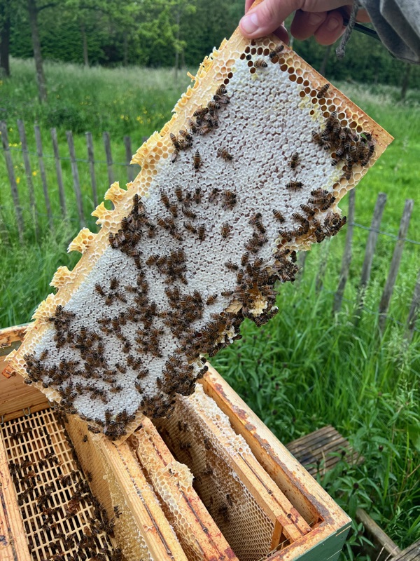 Verzegelde honingraat met bijen boven de kast